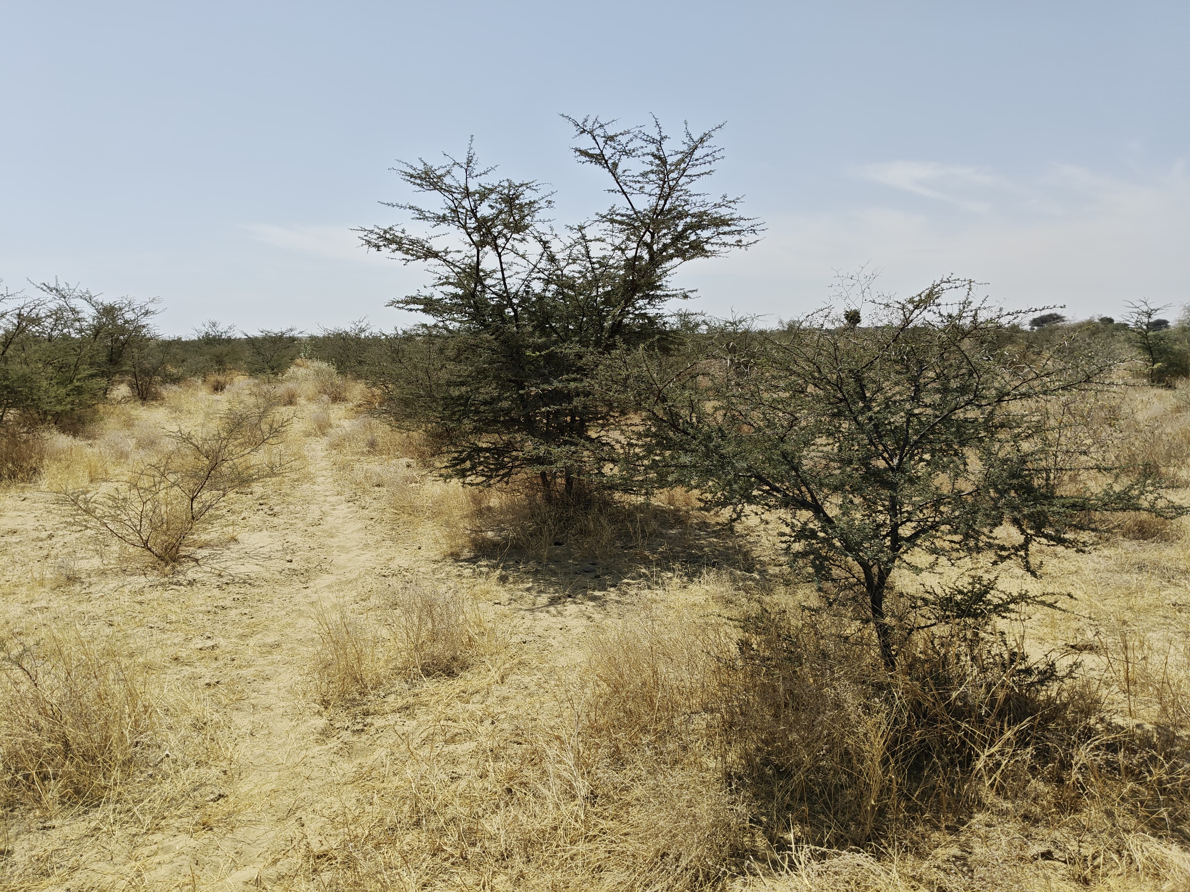Compensatory Afforestation